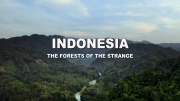 Индонезия - тайны леса / Indonesia - the Forests of the Strange (2020)